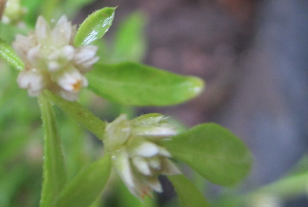 <i>Alternanthera ficoidea</i> flowers